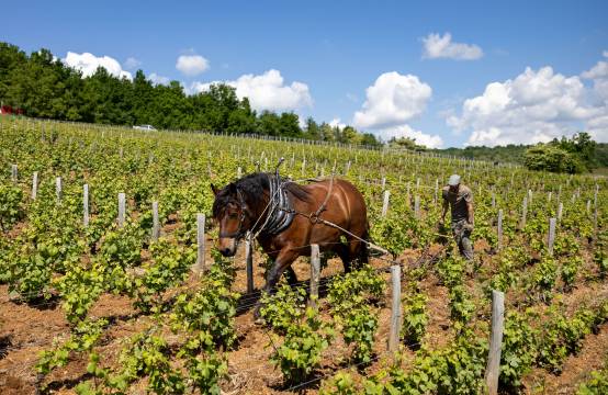 Werk in de wijngaarden