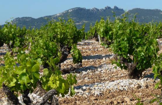 Vacqueyras-wijngaard met de typische galets